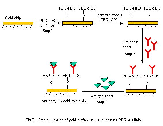Immobilization of gold surface with antibody via PEG as a linker