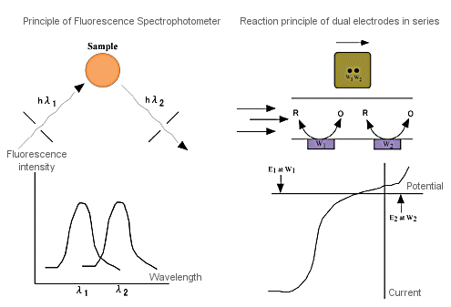 Fig. 3-13 Comparison between fluorometer and electrochemical detector. Fig. 3-13 Comparison between fluorometer and electrochemical detector.
