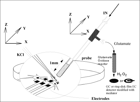 Fig. 3-37 Schematic diagram of glutamate release measurement from cultured cells using a sensor.