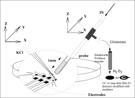 Fig. 3-37 Schematic diagram of glutamate release measurement from cultured cells using a sensor. Fig. 3-37 Schematic diagram of glutamate release measurement from cultured cells using a sensor.