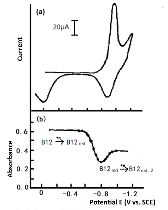 Fig. 4-3 Cyclic voltammetry of 1mmol/L Vitamin B12, Britton-Robinson buffer solution (pH 6.86), Hg-Au grid optically transparent electrode. (a) Thin layer cyclic voltammetry, (b) Plotting the absorbance at 388 nm versus potential.