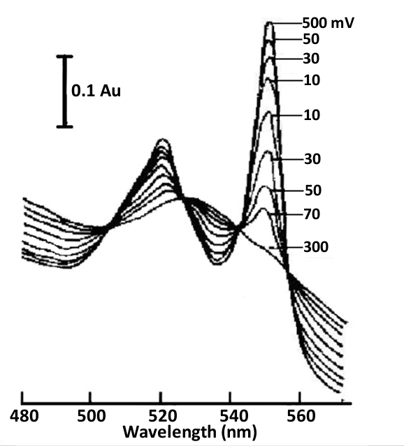 Fig. 4-6 Thin layer spectra of cytochrome C and 2,6-dichloroindophenol mediators under different applied potentials